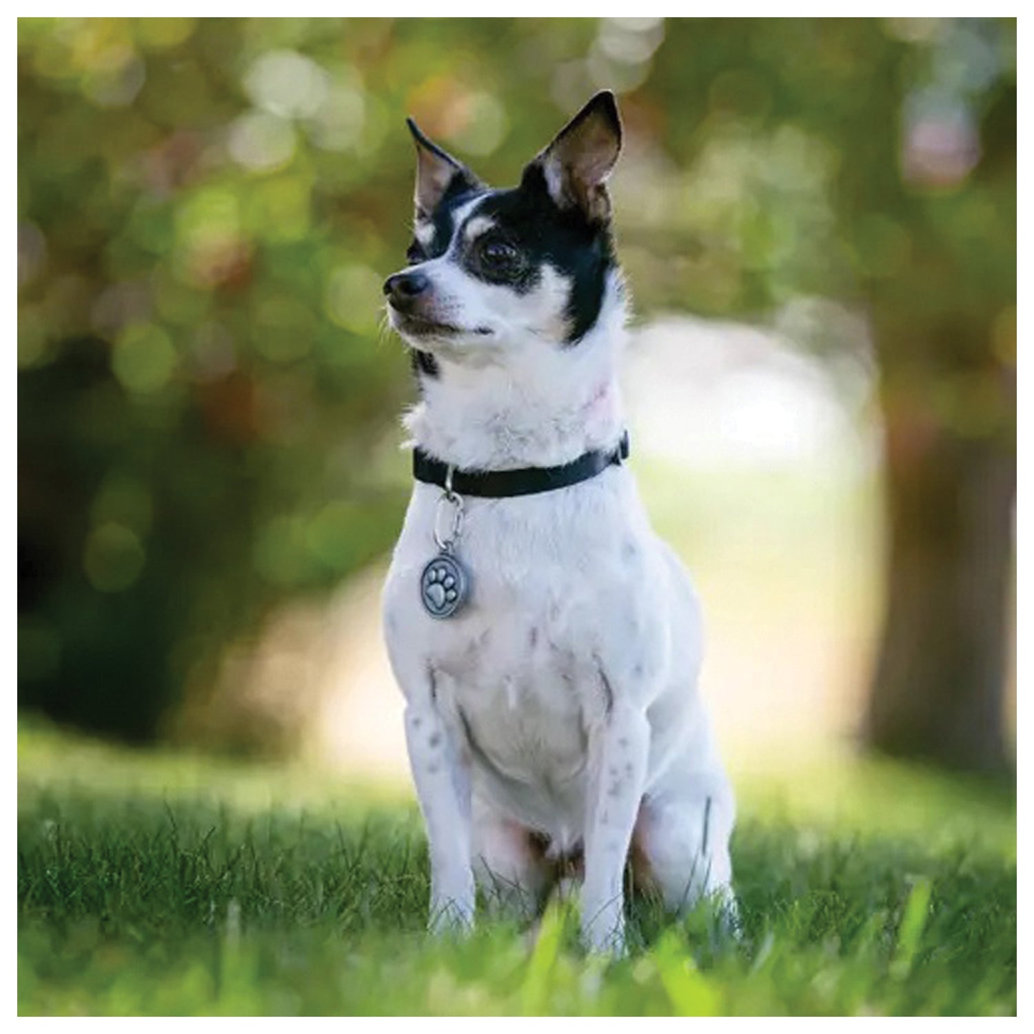 Nite Ize Microlink Pet Tag Biner 2 Pack: Secure Your Pet's ID with Ease