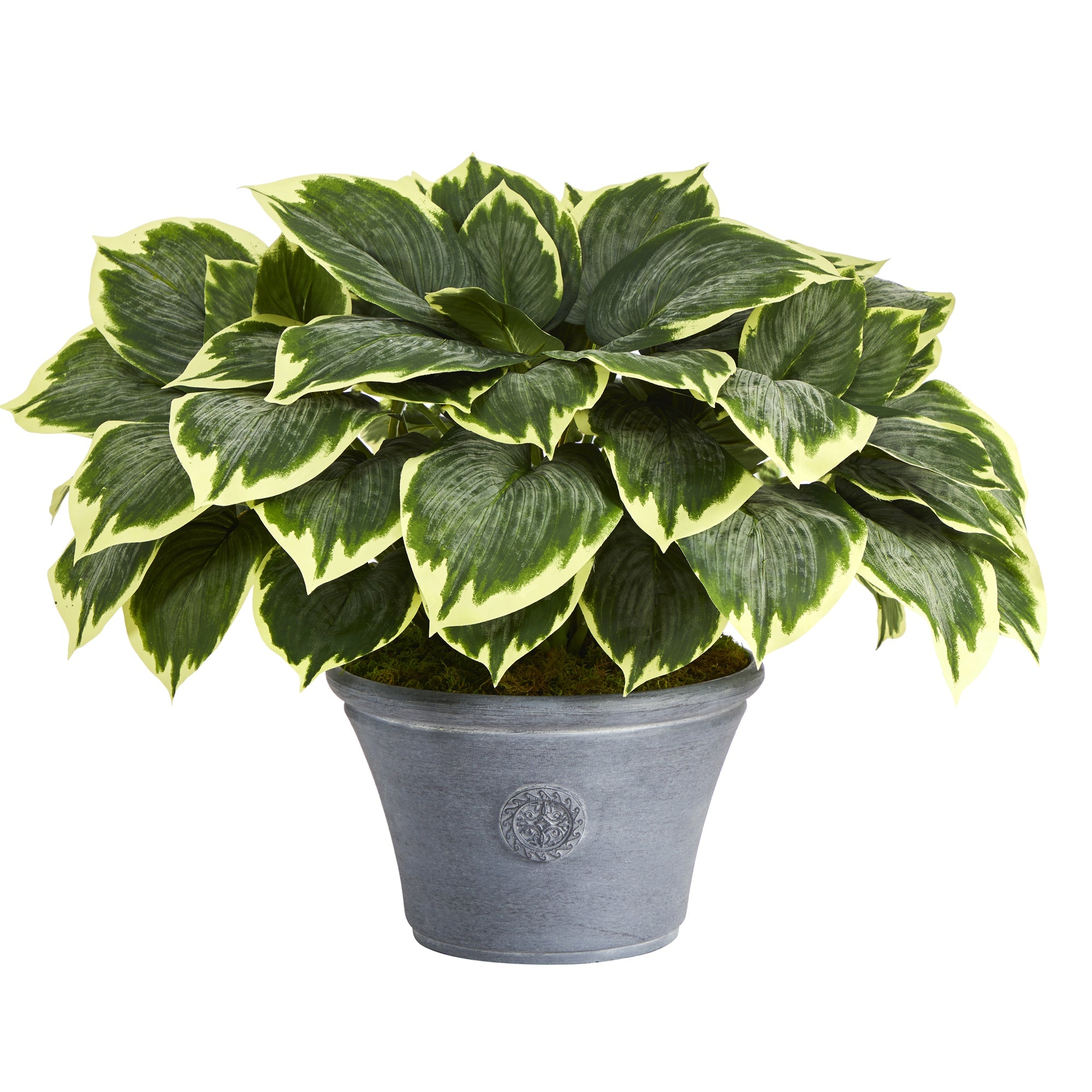 2736 Variegated Hosta Artificial Plant in Gray Planter 23"