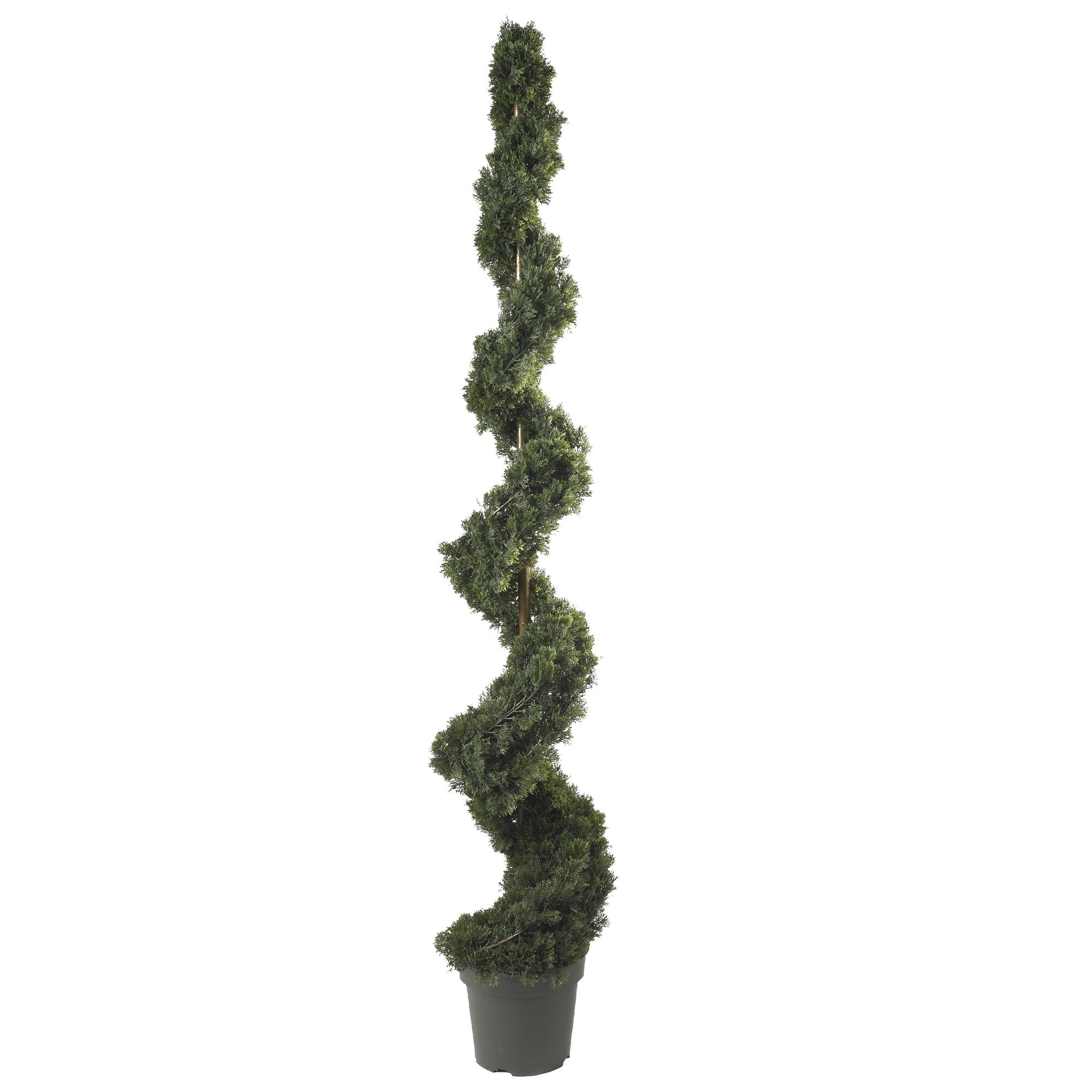 2736 6' Cedar Spiral Tree w 1808 Lvs