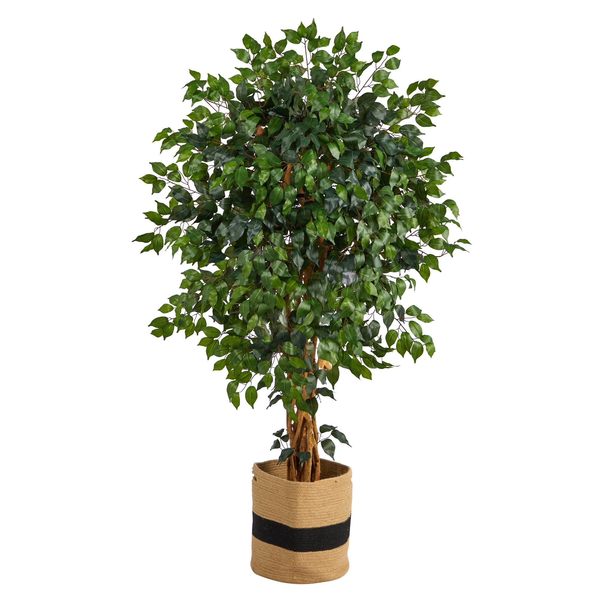 2736 5.5' Palace Ficus Tree in Handmade Natural Cotton Planter