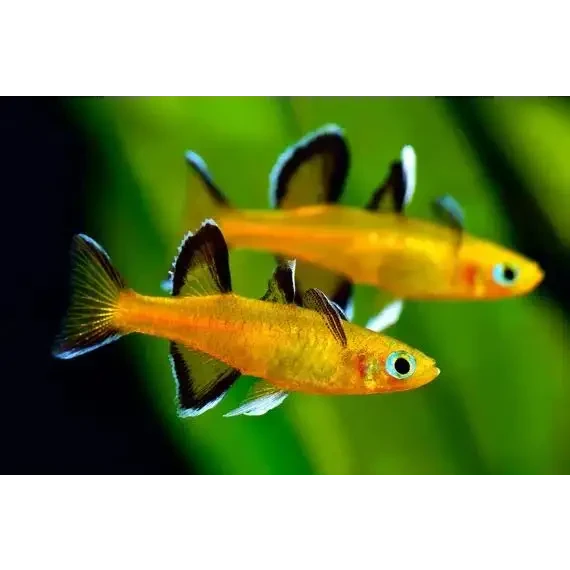 ABQUATICS Honey Blue Eyes ( Pseudomugil mellis ) 2cm
