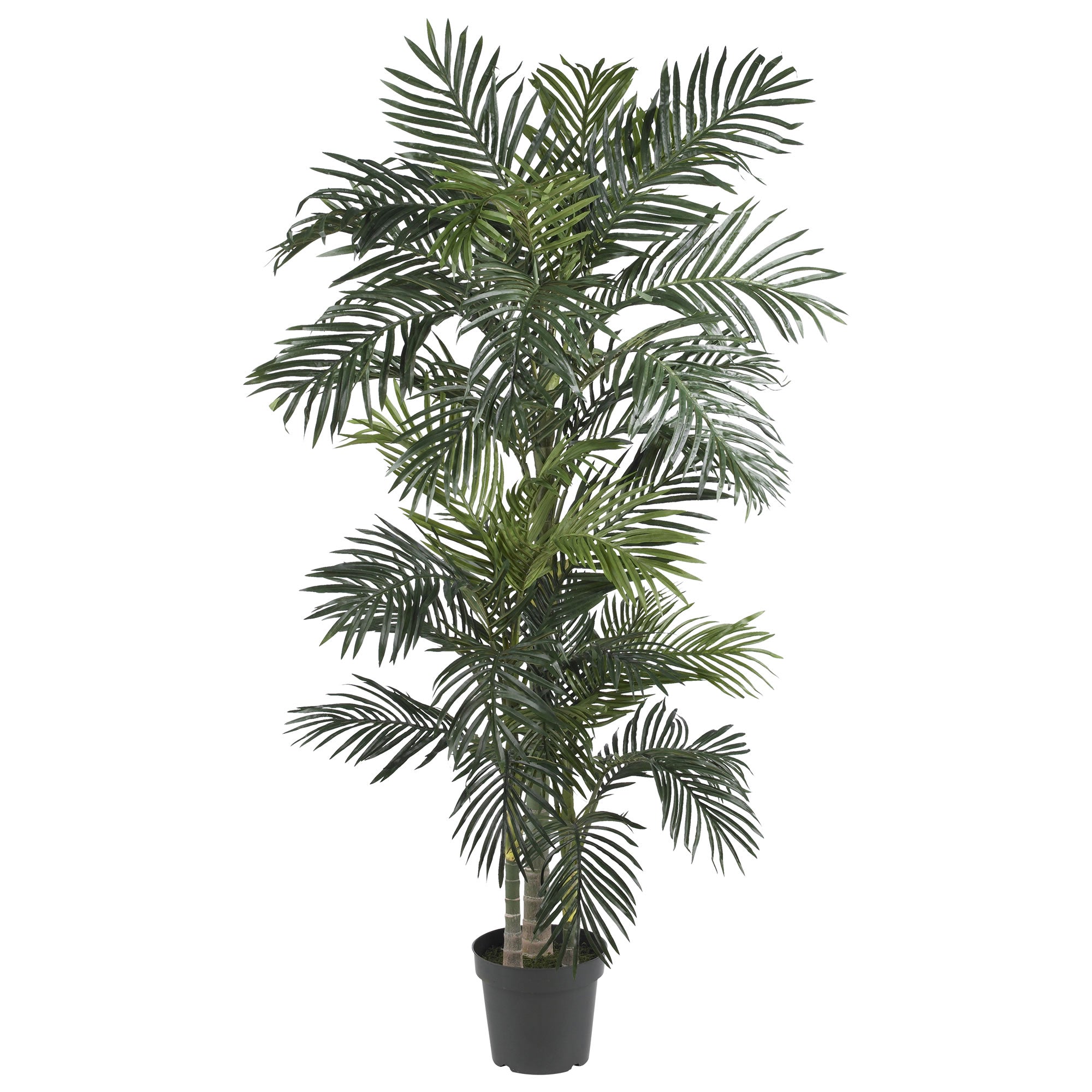 2736 6.5' Golden Cane Palm Tree w 333 Lvs