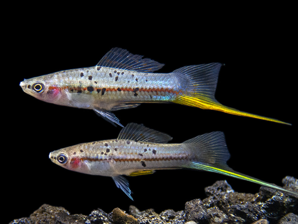 AQUATIC ARTS Montezuma Green Swordtail (Xiphophorus montezumae), Tank Bred